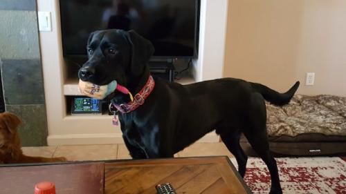 Adopt a friend: Romie